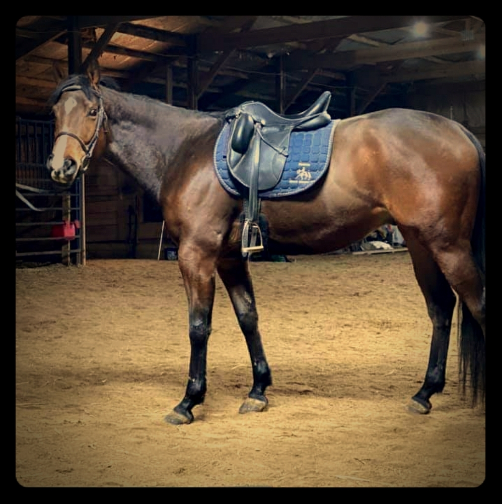 ISO western horse tack and supplies